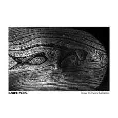 Ilford Pan F Plus 50/135-36