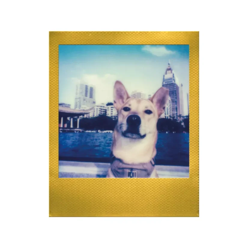 Polaroid Go Color Film Double Pack - Gold Frame (16 fotek) - EXP 07/2026