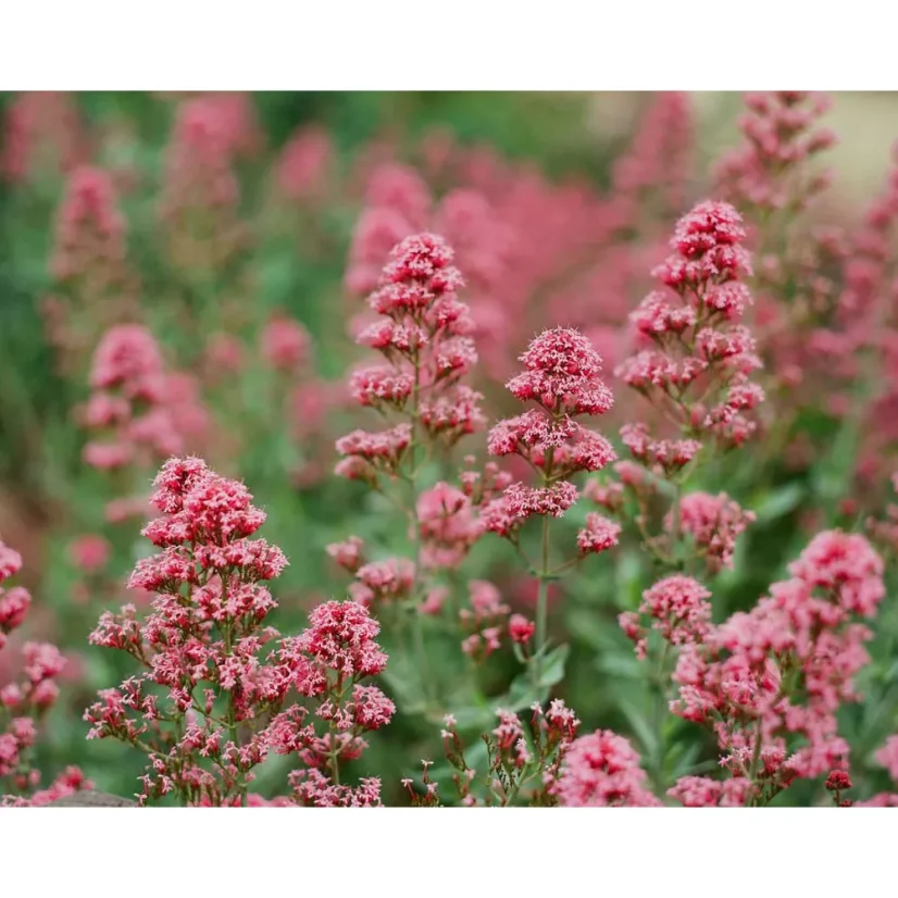 Eastman Kodak Ektar 100 - 35 mm (36 snímků)