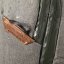 Peak Design Travel Backpack 30L - Sage - šalvějově zelená